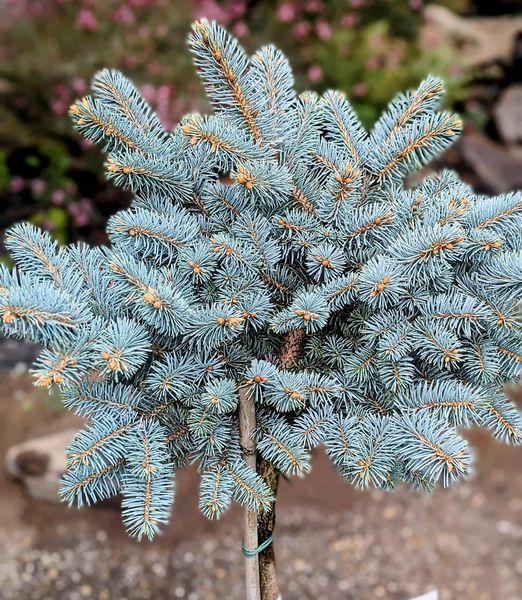 Picea pungens 'Glauca Globosa'